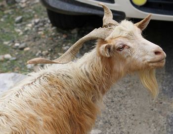 Closeup of goat