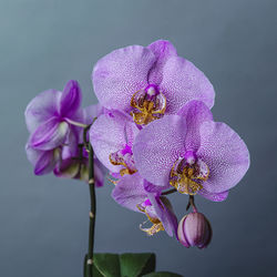 Close-up of bumblebee on pink flowering plant