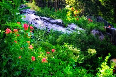 Red flowers in bloom