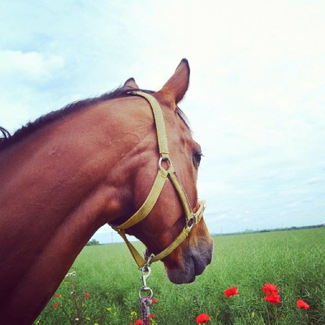 field, sky, grass, horse, landscape, grassy, rural scene, tranquility, nature, livestock, growth, tranquil scene, beauty in nature, working animal, cloud, plant, brown, cloud - sky, domestic animals, animal themes