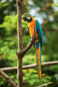 Close-up of parrot perching on tree