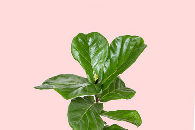 Close-up of fresh green leaves against white background