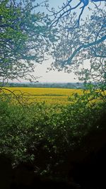 View of oilseed rape field against sky