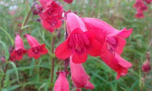 Close-up of pink flowers