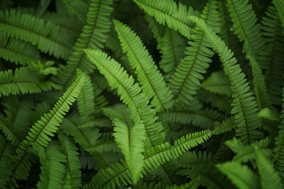 Close-up of fern leaves