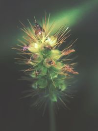 Close-up of flowers