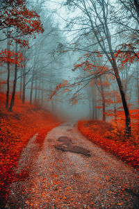 Road amidst trees during autumn