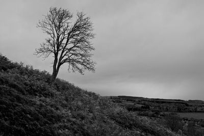 Bare tree on field against sky