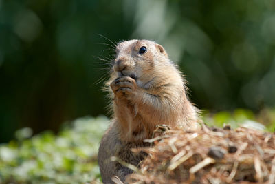 Close-up of squirrel on rock