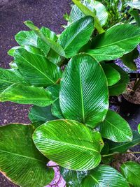 Close-up of green leaves