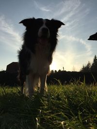 Close-up of dog on field against sky during sunset