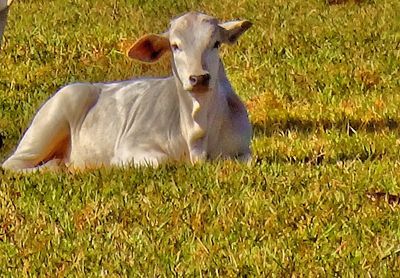 Dog relaxing on grassy field