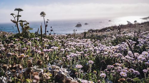 Purple flowering plants at beach against sky