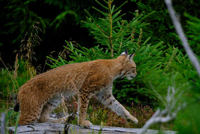 Close-up of cat on field