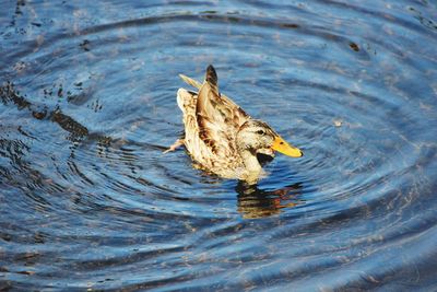 Close-up of duck swimming in lake