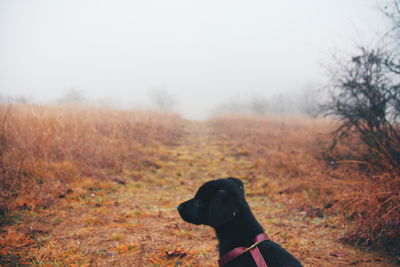 Side view of a dog on landscape