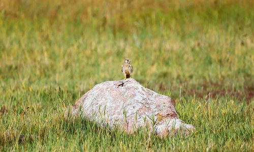 Lizard on a field