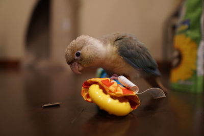 Close-up of parrot eating food