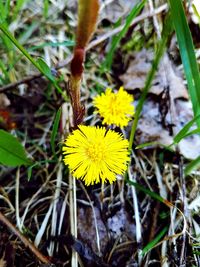 High angle view of yellow flowering plant on field