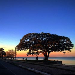 Tree by lake against clear blue sky during sunset