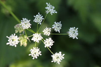 Close-up of white flowers blooming outdoors