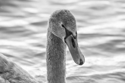 Close-up of swan swimming in pond