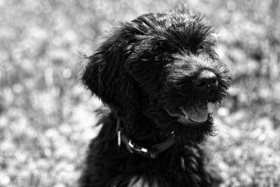 Close-up of dog looking away