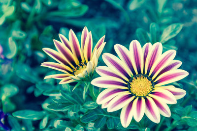 Close-up of flower on field