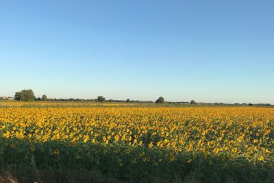 Scenic view of yellow flowers growing on field against clear sky