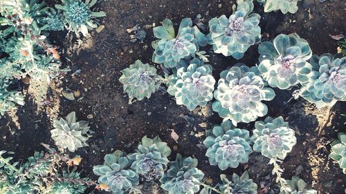 High angle view of plants growing on field