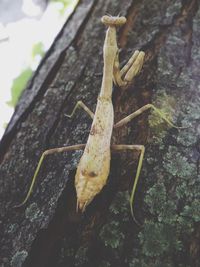 Close-up of insect on tree trunk