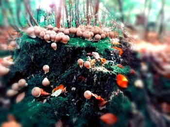 Close-up of fungus growing on rock