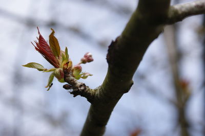 Spring shoots.