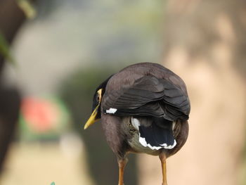 Close-up of bird perching on land