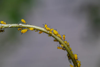 Close-up of yellow plant
