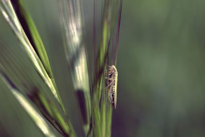 Close-up of insect on plant