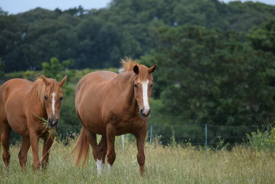 Horses standing in ranch