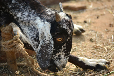 Close up photo of a goat on a farm in the village