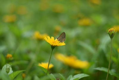 Butterfly on yellow flower