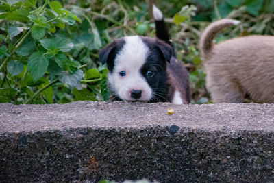 Close-up portrait of puppy