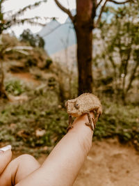 Close-up of hand holding plant