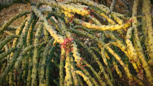 Full frame shot of yellow cactus plant