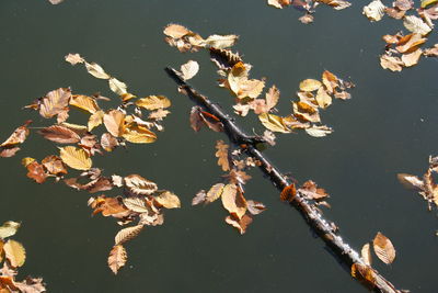 High angle view of leaves floating on lake