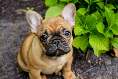 Close-up portrait of dog