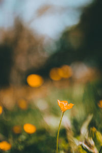 Close-up of orange flower on field