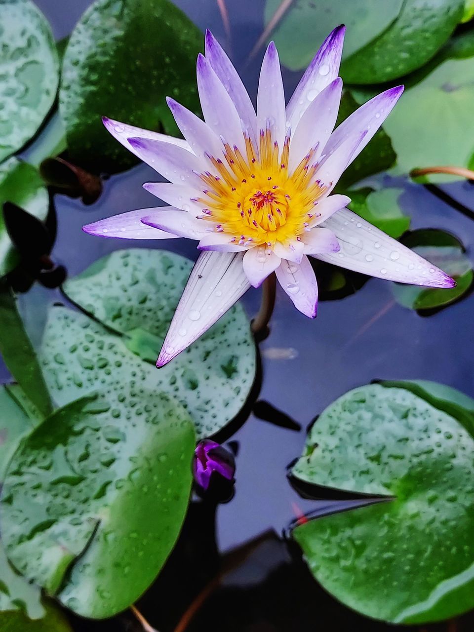 CLOSE-UP OF LOTUS WATER LILY