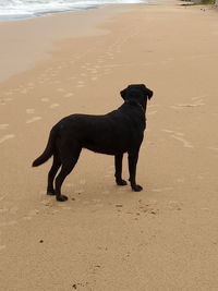 Black dog standing on beach
