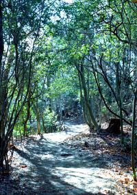 Footpath passing through forest