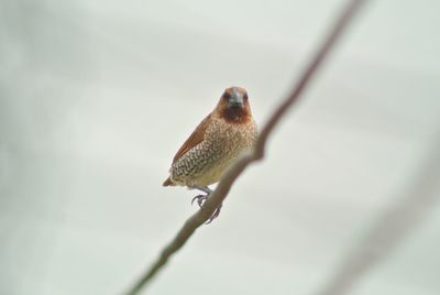 Close-up of a lizard on twig