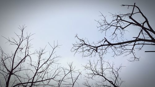 Low angle view of silhouette bare tree against clear sky